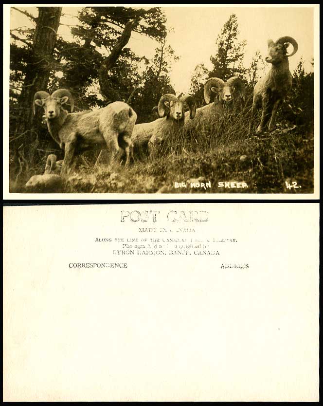 Canada BIG HORN SHEEP Old Real Photo Postcard Canadian Sheep with Horns, Animals