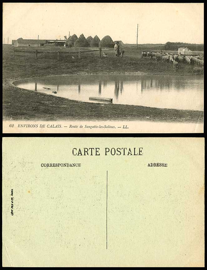 France Calais, Route de Sangatte-les-Salines Sheep Shepherd L.L. 62 Old Postcard