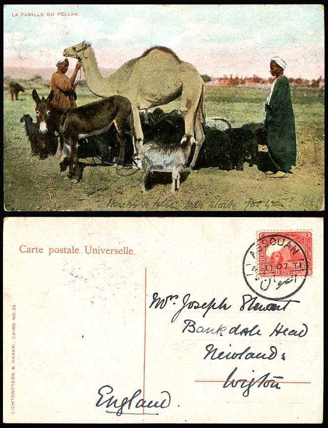 Egypt Assouan 1907 Old Postcard Femille du Fellah Family, Camel Donkey Sheep Men