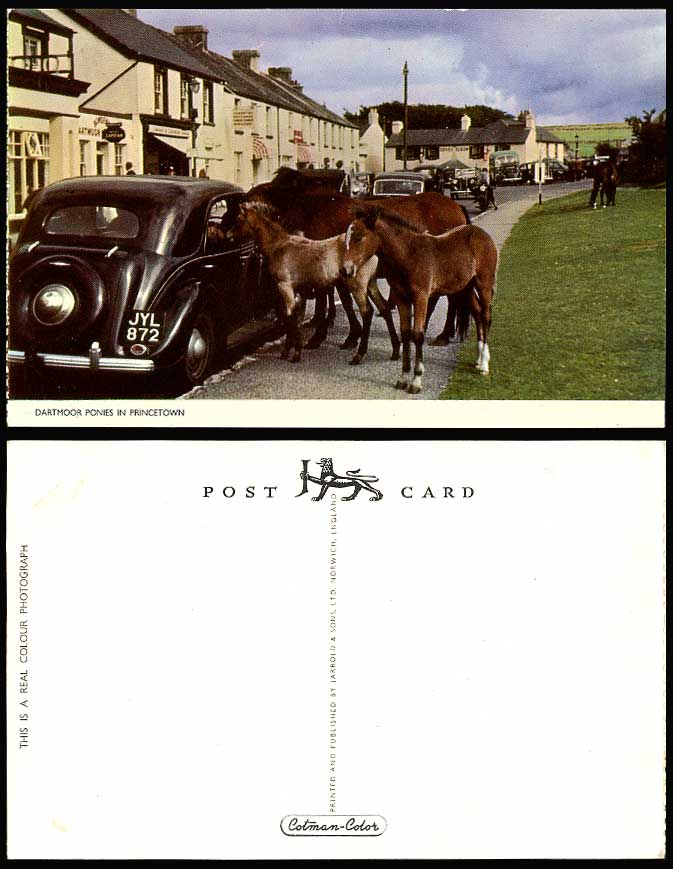 Devon DARTMOOR PONIES Horses in PRINCETOWN Old Postcard