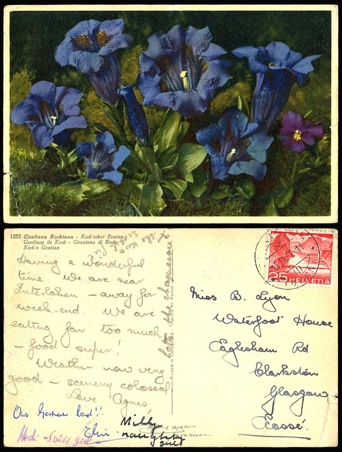 Gentiana Acaulis Swiss Flowers Stemless Gentian 1952 Old Postcard Koch's Gentian