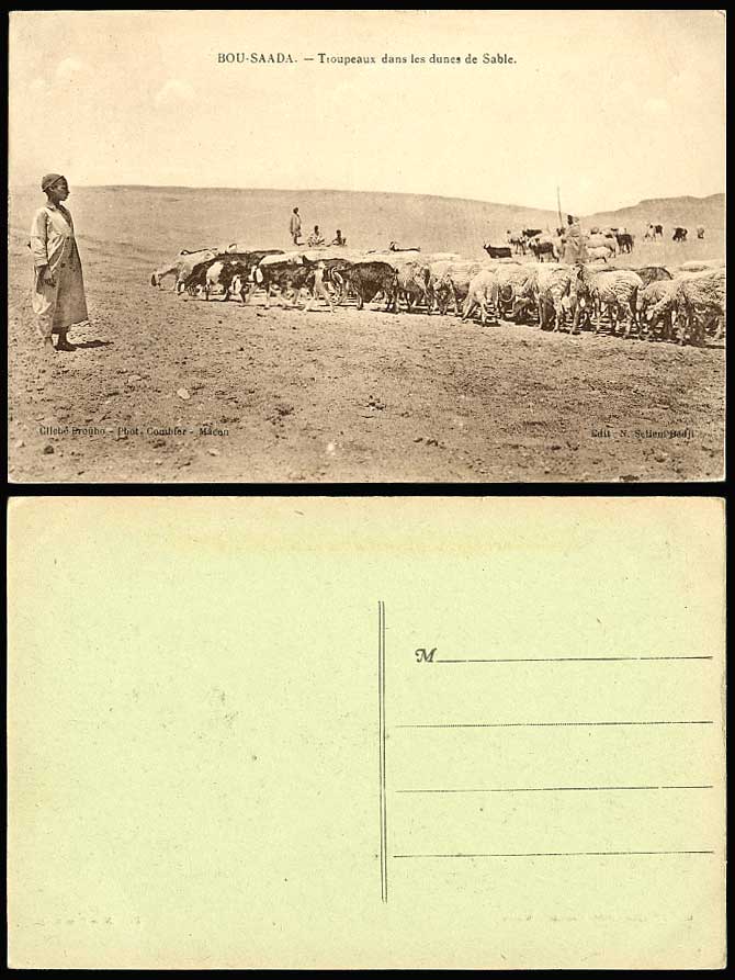 Algeria Old Postcard BOU SAADA Flock Sheep Shepherd Sand Dunes Desert Native Boy
