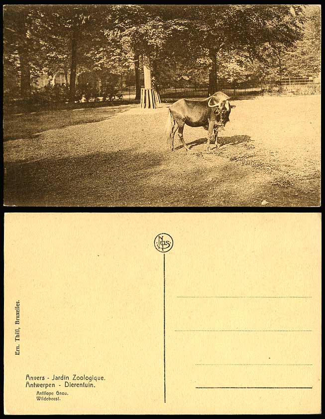 Antelope Wildebeest, Antilope Gnou, Anvers ZOO, Jardin Zoologique Old Postcard