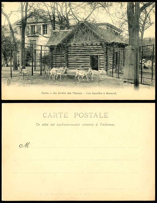 Gazelles a Bezoard Old Postcard Paris Au Jardins des Plantes, Botanic Garden ZOO