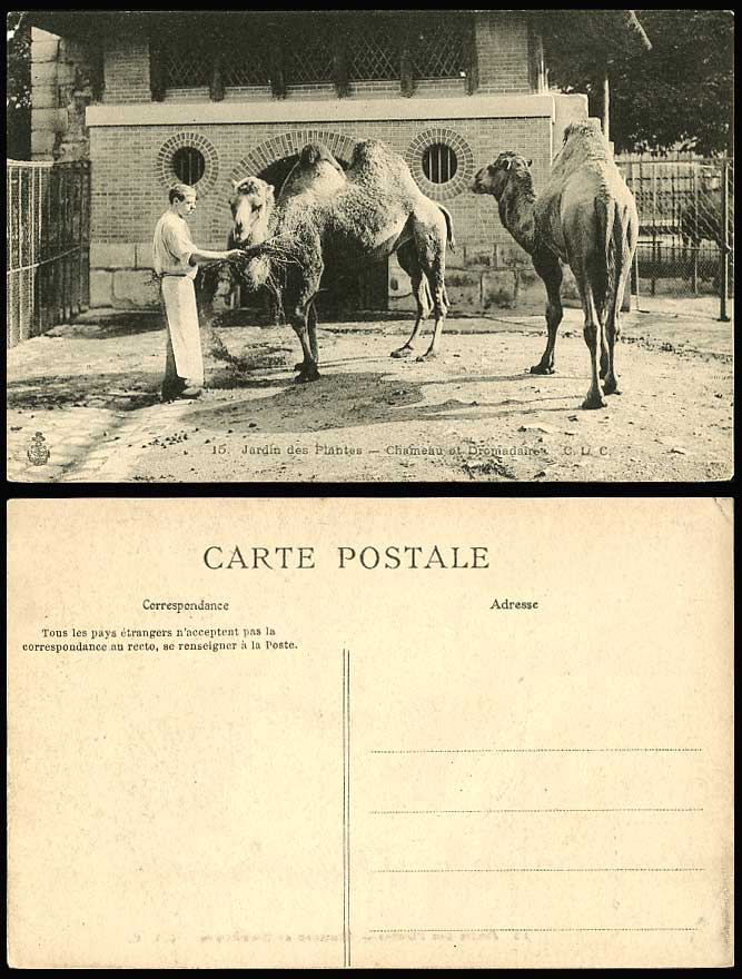 Camels, Chameau Dromadaire Dromedarios Paris Jardin des Plantes Zoo Old Postcard