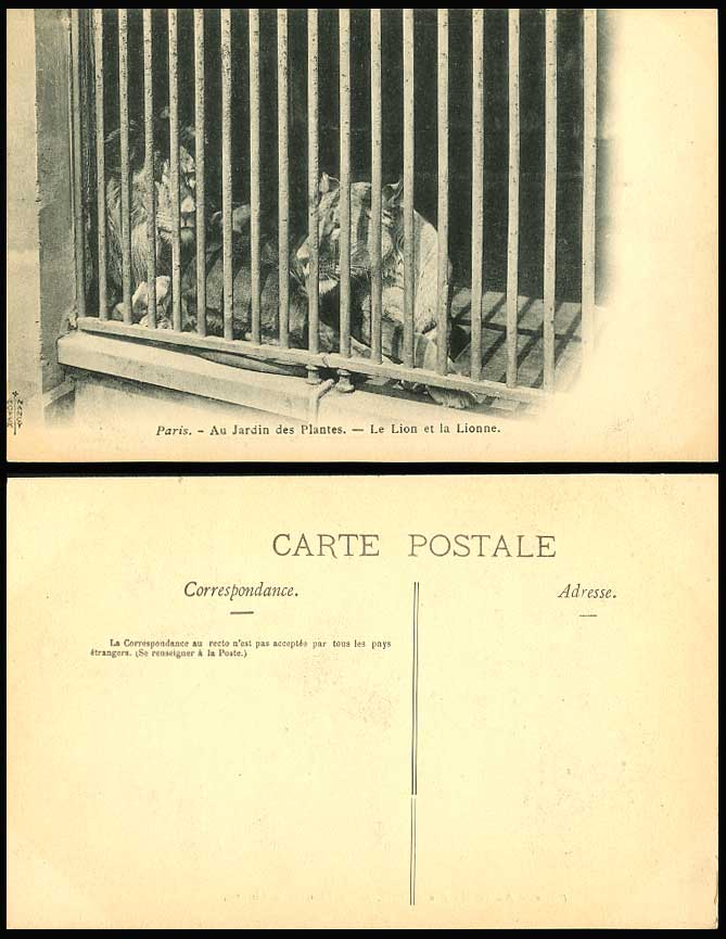 Lion Lioness, Paris Jardin des Plantes Lionne Old Postcard Botanical Gardens Zoo
