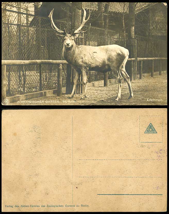 Red Deer Berlin Zoo Animals Edelhirsch Rothirsch Germany Old Real Photo Postcard