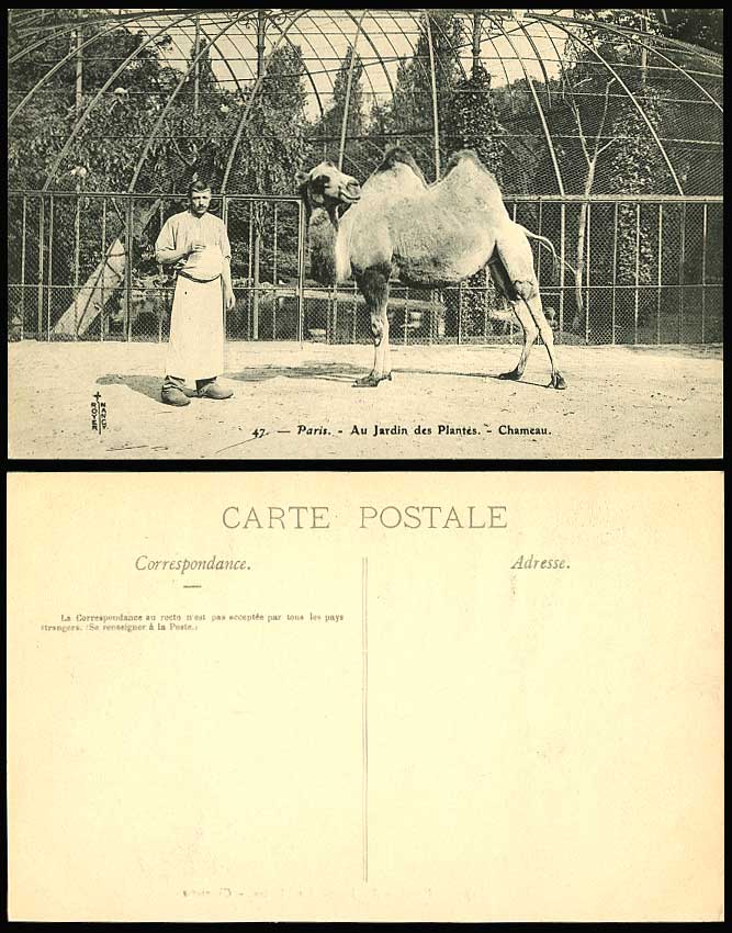 Paris Jardin des Plantes Camel Chameau Zoo Botanic Garden Zookeeper Old Postcard