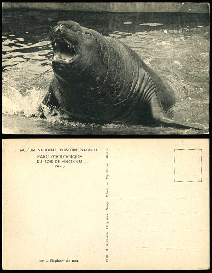Elephant de Mer Sea Elephant Seal Old Postcard Paris Zoo Bois de Vincennes Musee