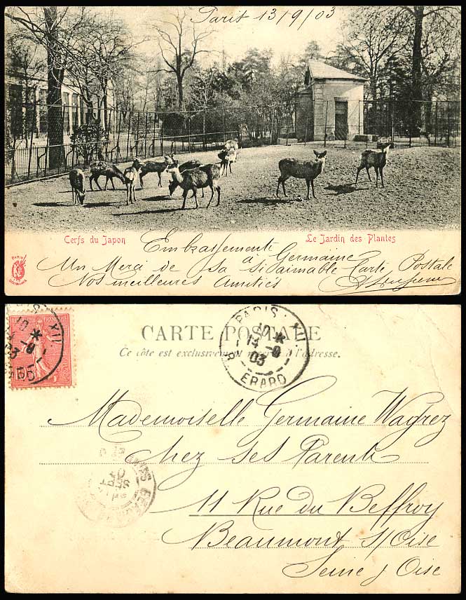 Japanese Deer Stag, Cerfs du Japon Jardin des Plantes Paris 1903 Old UB Postcard