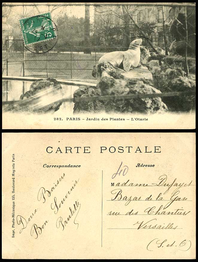 SEA LION L'Otarie Paris Zoo Jardin des Plantes Botanic Gardens 1911 Old Postcard