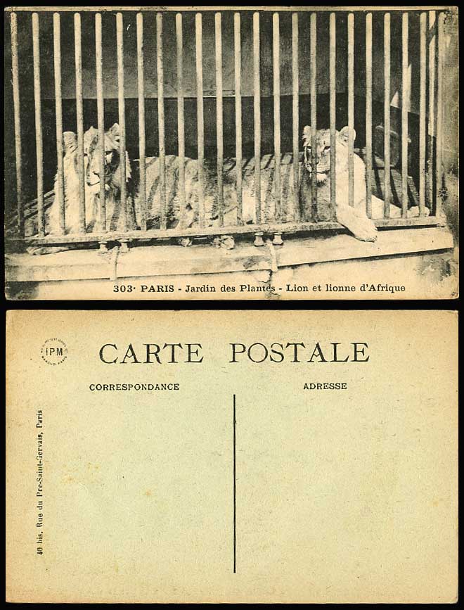 African Lioness, Lion et Lionne d'Afrique Paris Jardins des Plantes Old Postcard