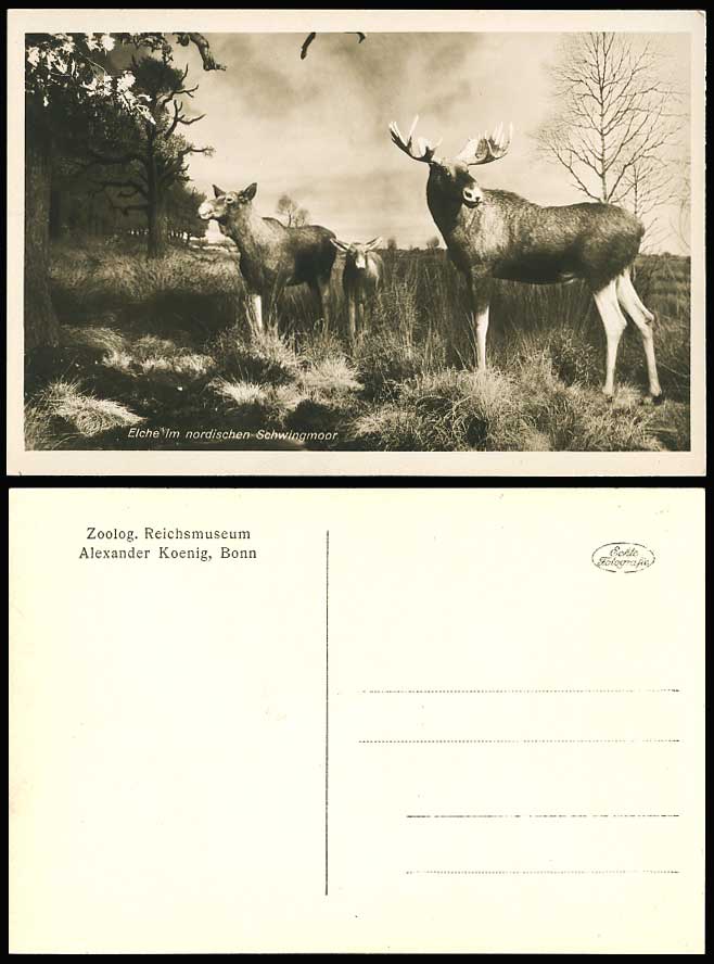 Elk, Elche im nordischen Schwingmoor Zoolog. Reichsmuseum Bonn Old R.P. Postcard