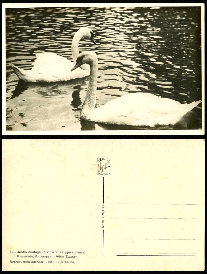 White Swan Cygnes Blancs Dierentuin Antwerpen Anvers Zoo Old Real Photo Postcard