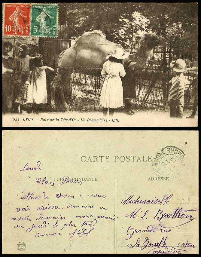 Camel Lyon Parc de la Tete-d'Or Un Dromadaire Dromedary Camel 1919 Old Postcard