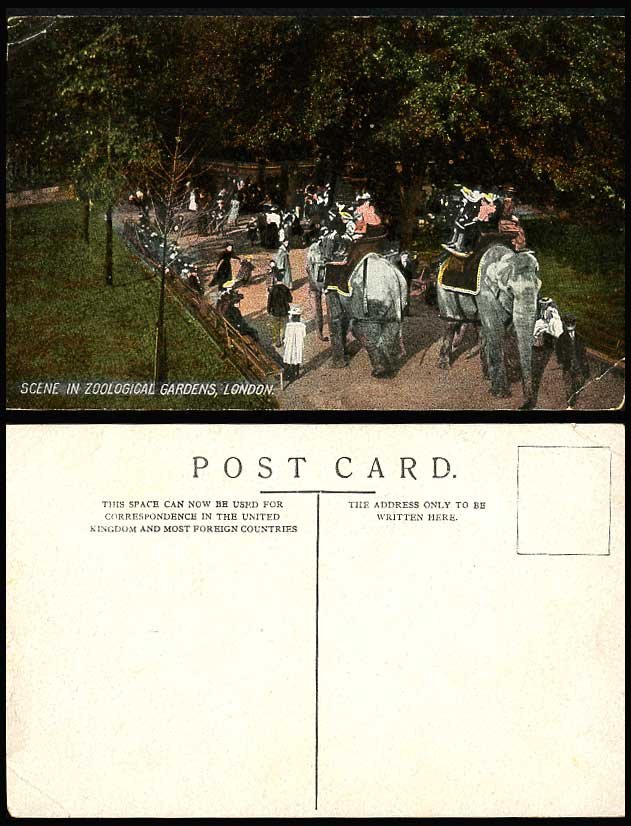 Elephants Riders Elephant Ride London Zoo Zoological Gardens Old Colour Postcard