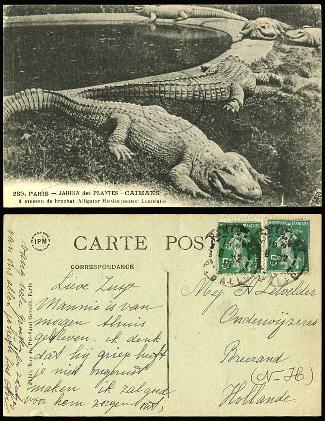 Alligators Caimans Cayman Crocodiles, Paris Jardin des Plantes 1919 Old Postcard