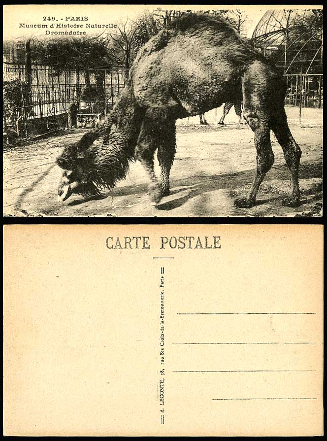 Camel Dromadaire, Paris Museum d'Histoire Naturelle Natural History Old Postcard
