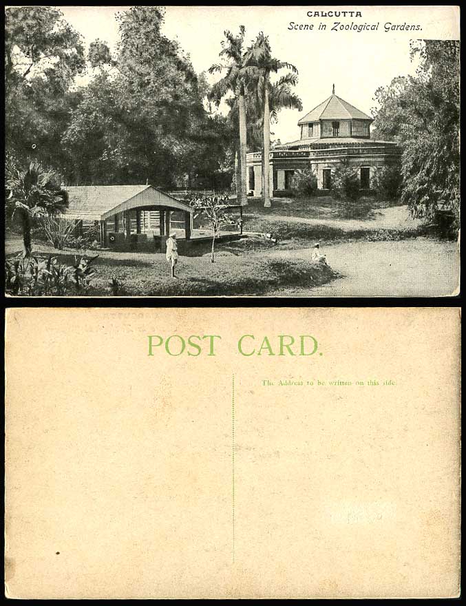 India Old Postcard Calcutta Zoo Scene in Zoological Gardens Palm Tree Native Man