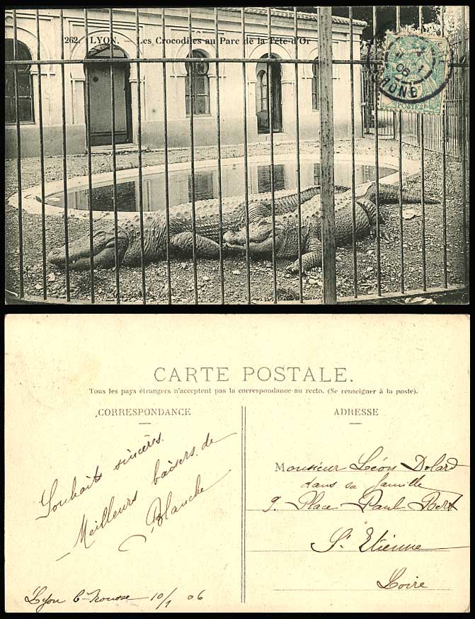 Crocodiles au Parc de la Tete d'Or, Lyon France Alligators Zoo 1906 Old Postcard