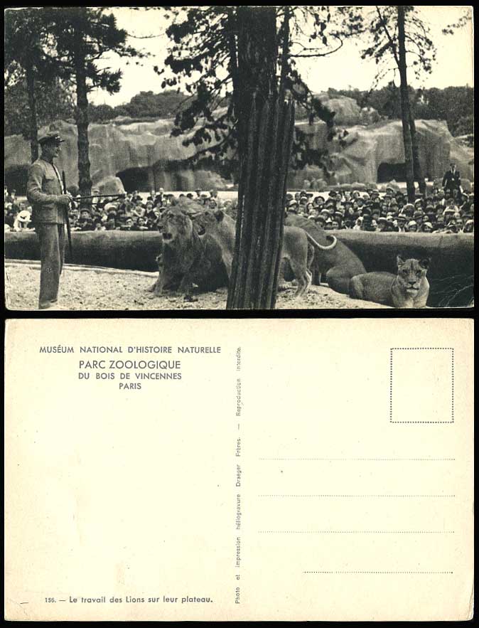 Lions, Zookeeper Lions sur leur Plateau Old Postcard Paris Zoo Bois de Vincennes