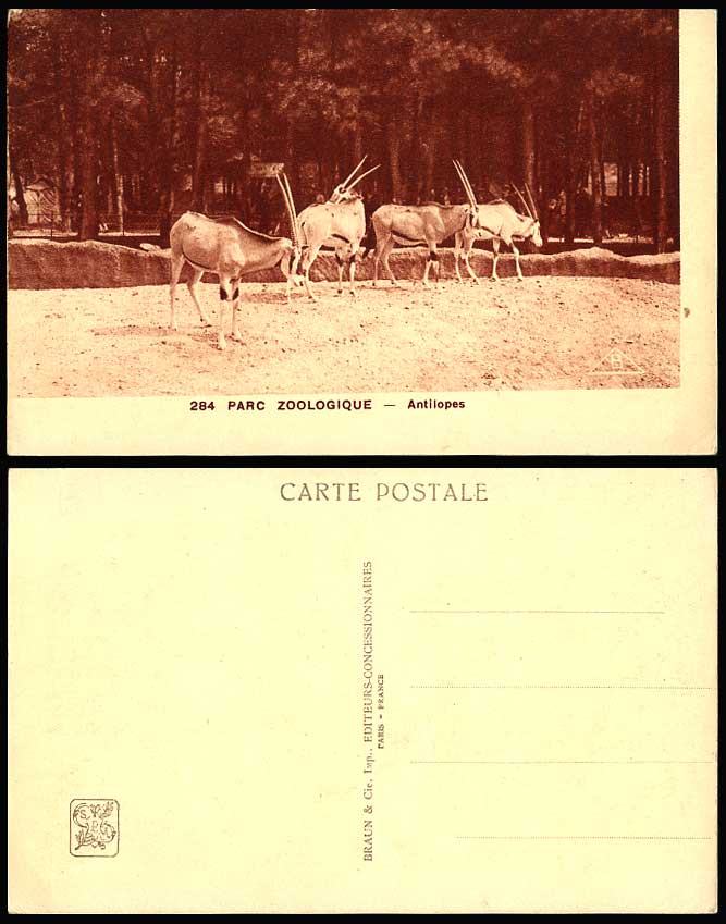 Antelope Antilope, Parc Zoologique, Zoo Animals, Zoological Gardens Old Postcard