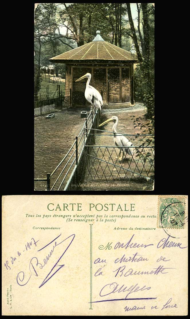 PELICANS Birds Jardin des Plantes Botanical Botanic Garden Zoo 1907 Old Postcard