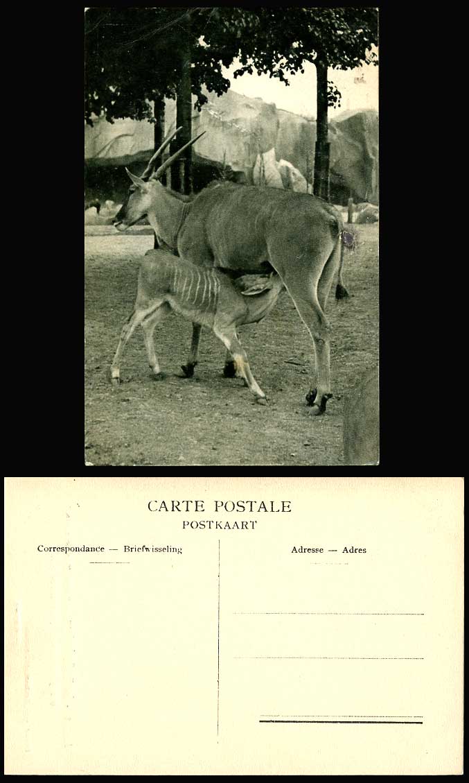 Un Elan du Cap et son petit 1957 Old Postcard Parc Zoologique Bois de Vincennes