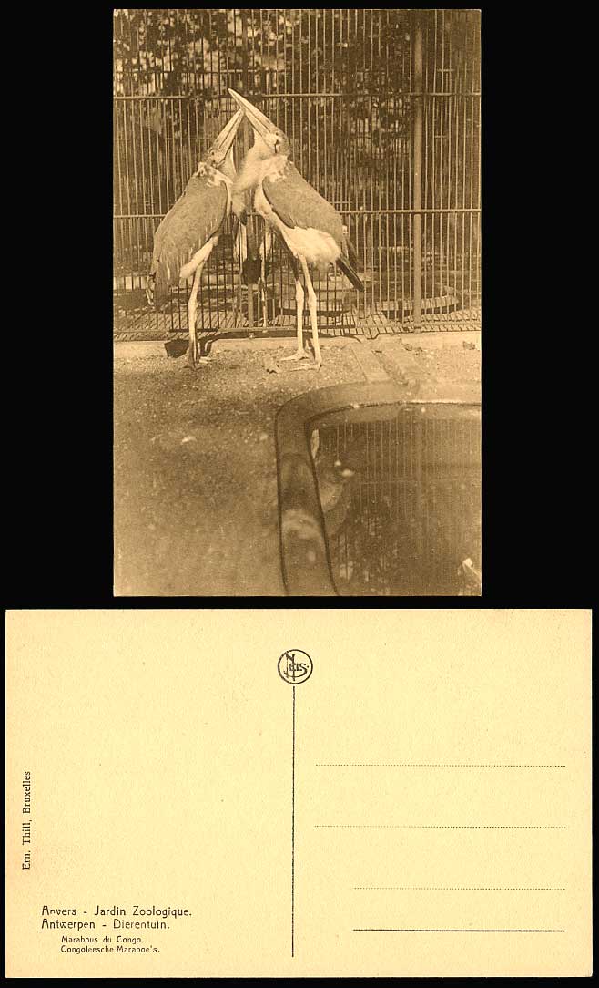 Marabou Stork Bird Marabous du Congo, Anvers ZOO, Jardin Zoologique Old Postcard