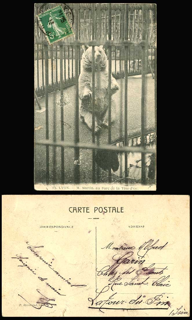 Bear M. Martin au Parc de la Tete d'Or, Lyon, Zoo Animals Cage 1913 Old Postcard