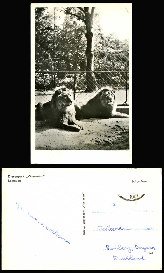 Lions Lion Dierenpark Wassenaar Leeuwen Zoo Animals 1957 Old Real Photo Postcard