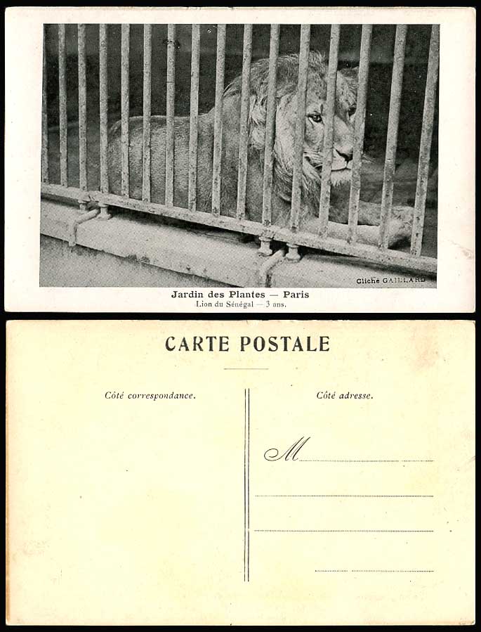 Senegal Lion 3 Years Old Cage, Paris Jardin des Plantes Old Postcard Zoo Animals