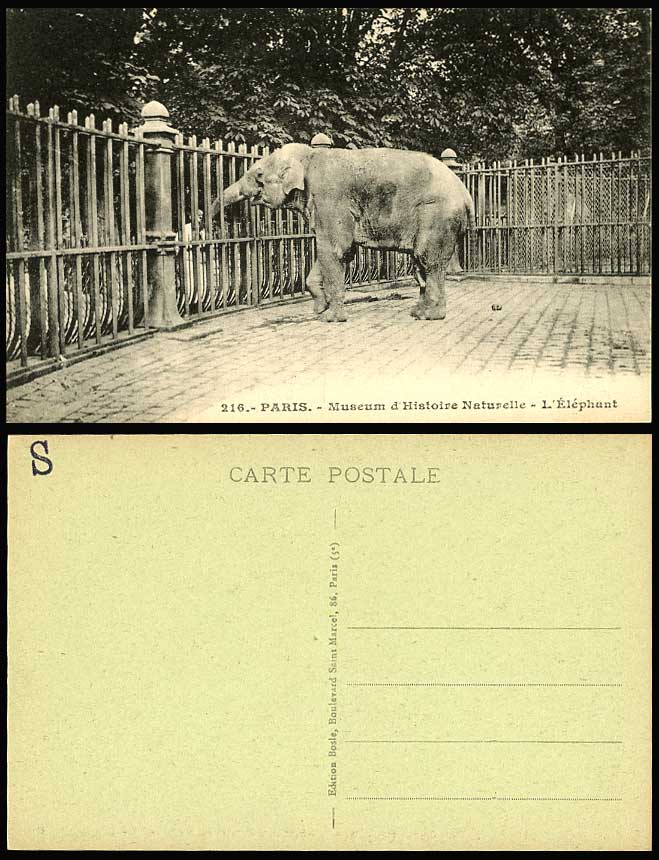Elephant, Paris Zoo Animal, Museum d'Histoire Naturelle, L'Elephant Old Postcard
