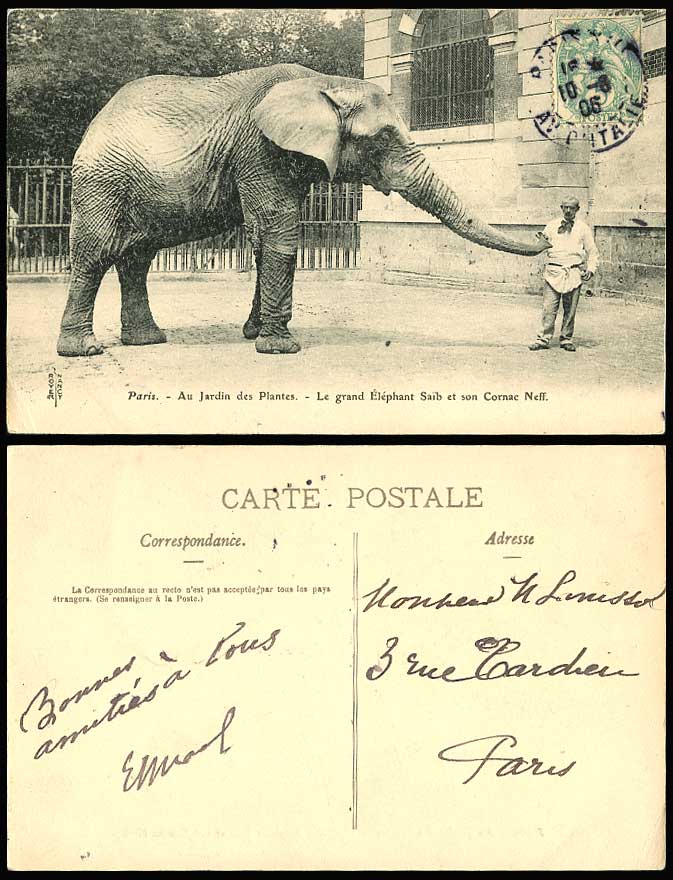 Elephant Saib Cornac Neff Touch Trunk Paris Jardin des Plantes 1905 Old Postcard