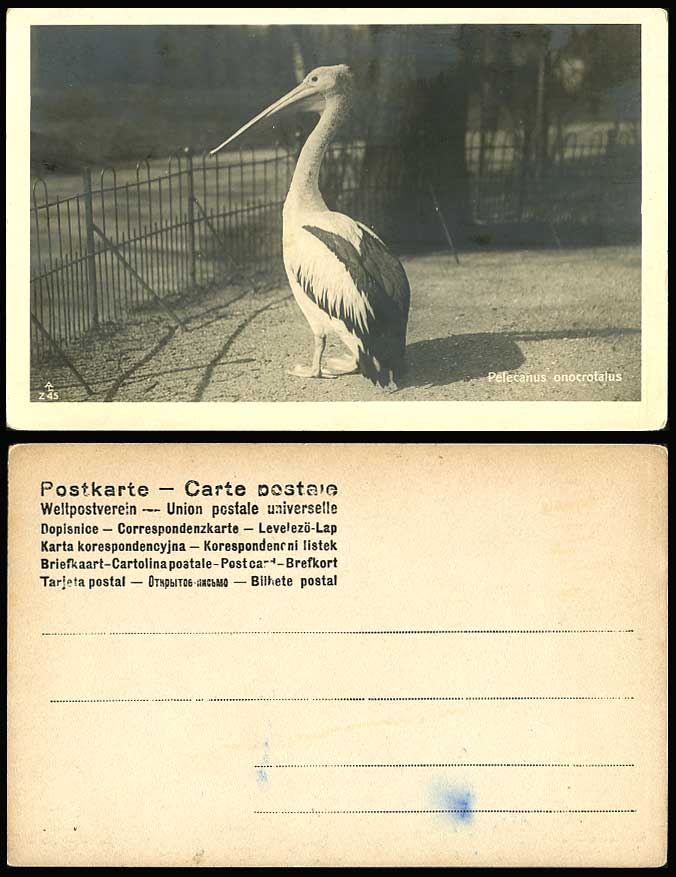 WHITE PELICAN BIRD, Pelecanus Onocrotalus Old Real Photo Postcard Undivided Back