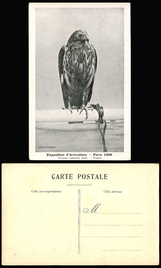 Vulture Eagle Bird Zoo, Exposition Aviculture Exhibition Paris 1906 Old Postcard