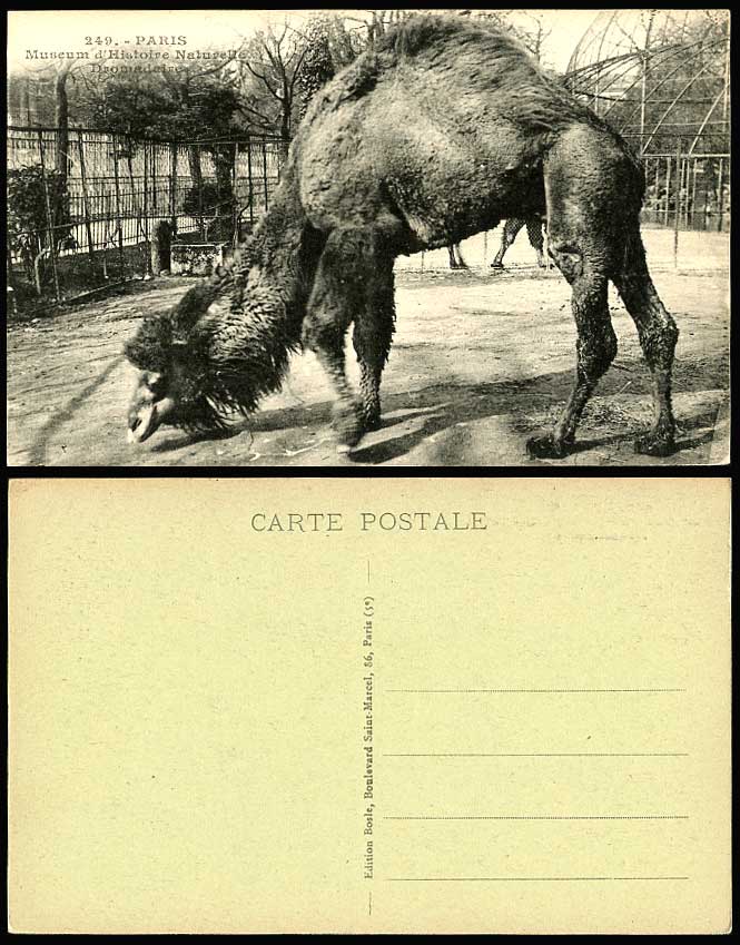 Dromadaire Camel Cage, Paris Zoo Animal Museum d'Histoire Naturelle Old Postcard