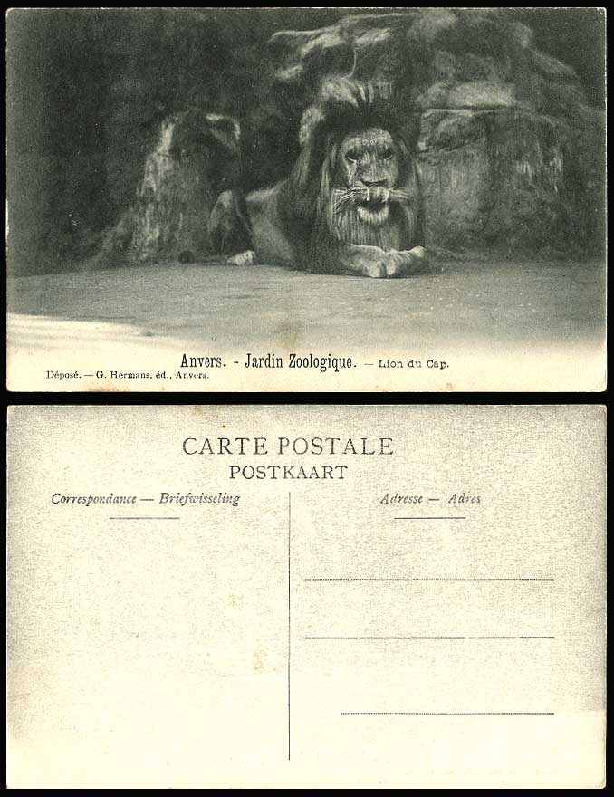 Lion du Cap, Anvers Antwerp Antwerpen ZOO Animals Jardin Zoologique Old Postcard