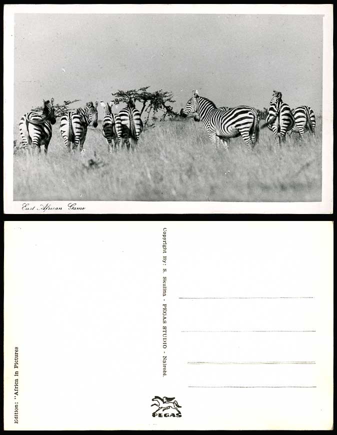 Kenya Old Postcard East African Game Nairobi Zebra Zebras in Wild Africa Animals