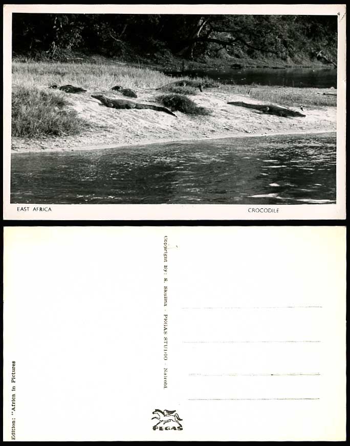 Kenya Old Postcard East Africa Nairobi Crocodile Crocodiles River African Animal