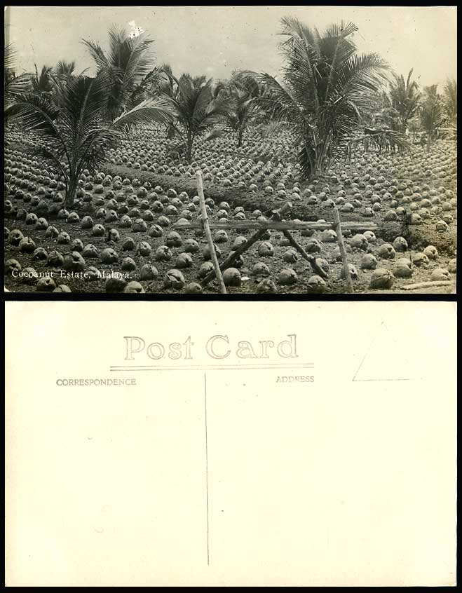Malaya Singapore Old R.P. Postcard Cocoanut Estate Palm Trees Cocoanuts Coconuts