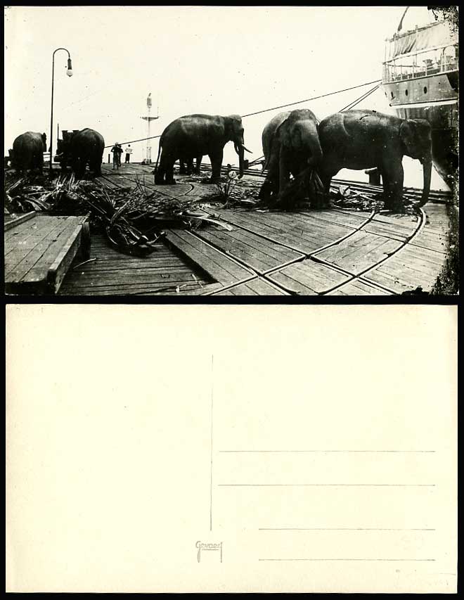 Singapore, ELEPHANTS Working on Board Ship Boat Old Real Photo Postcard Elephant