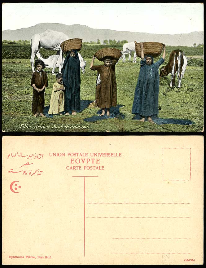 Egypt Old Postcard Arab Girls Harvest Camel Cattle Filles Arabes dans le Moisson