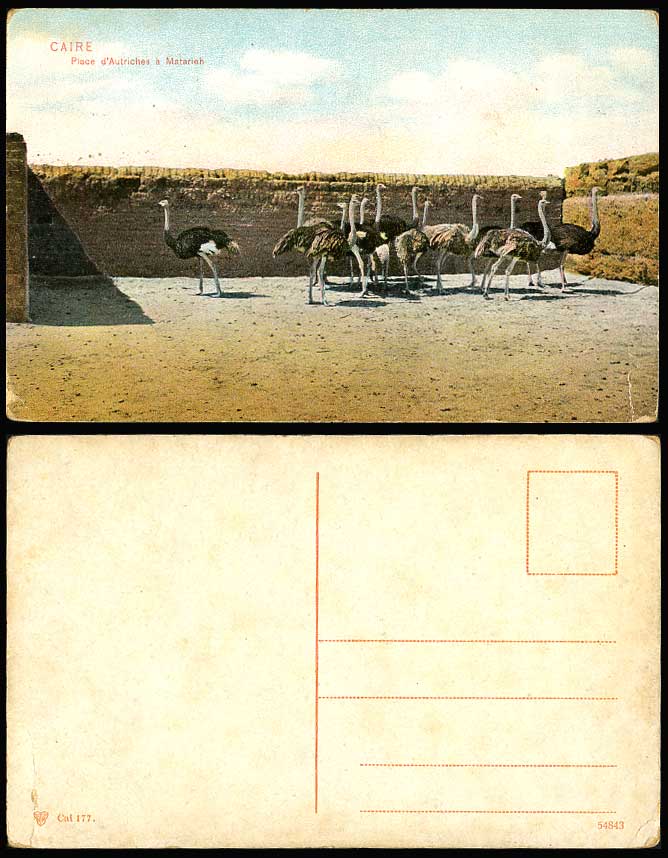 Egypt, Ostrich Birds Ostriches Cairo Le Caire Old Colour Postcard Animals Africa
