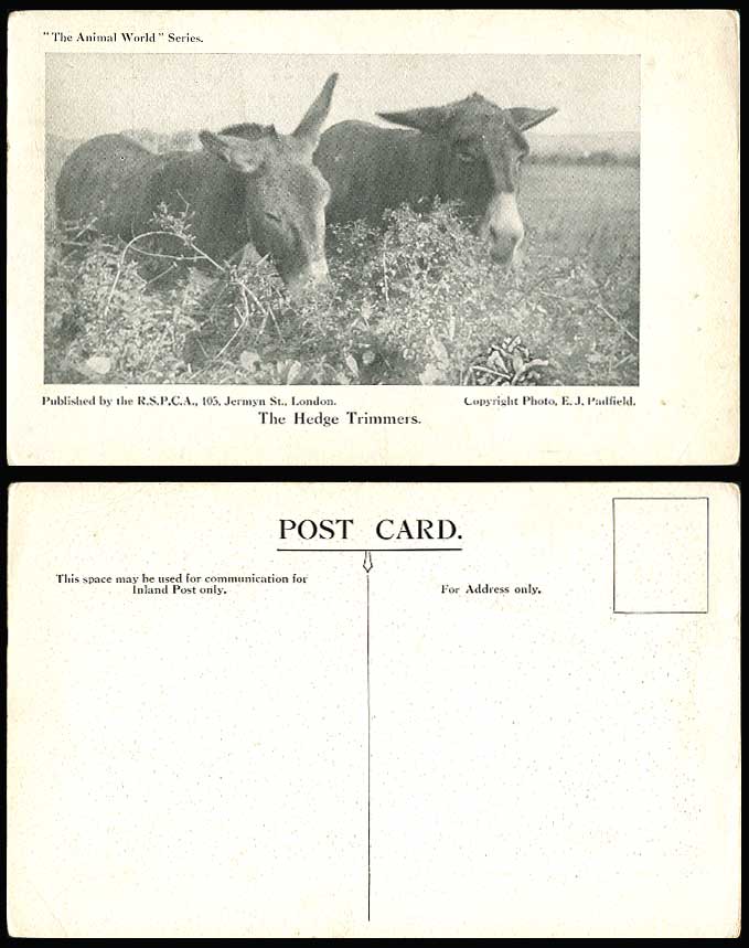 Donkeys Donkey The Hedge Trimmers Animal World Series R.S.P.C.A Old Postcard Zoo