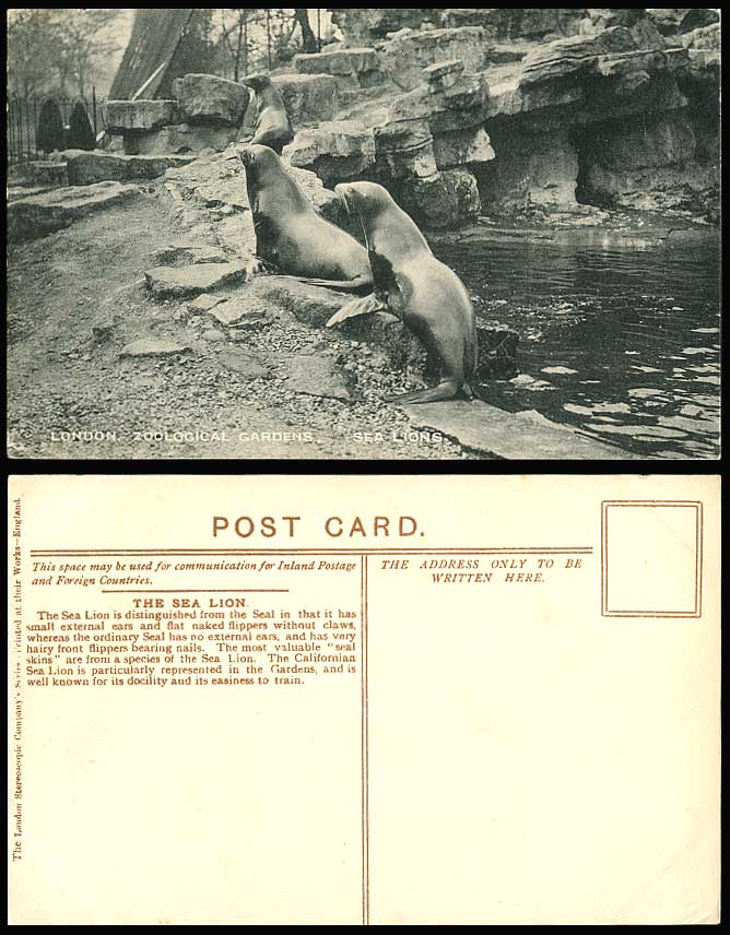 SEA LIONS at London Zoo Animals Zoological Gardens, Lake Pond Rocks Old Postcard