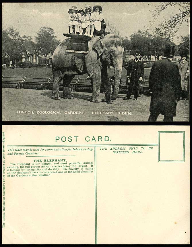ELEPHANT RIDING, Little Girls Riders, London Zoo Zoological Gardens Old Postcard