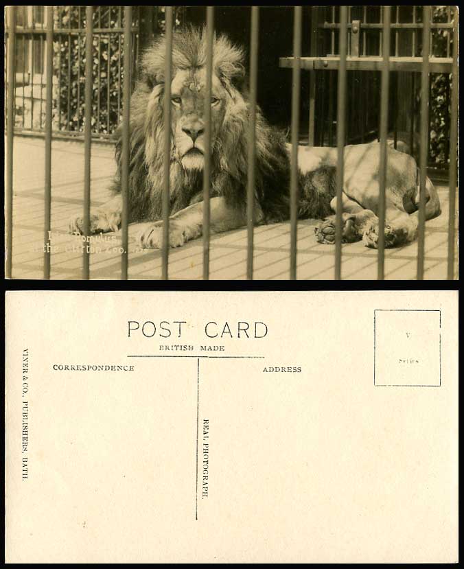 LION ROMULUS in Cage at Clifton Zoo Bristol Old Real Photo Postcard Zoo Animals