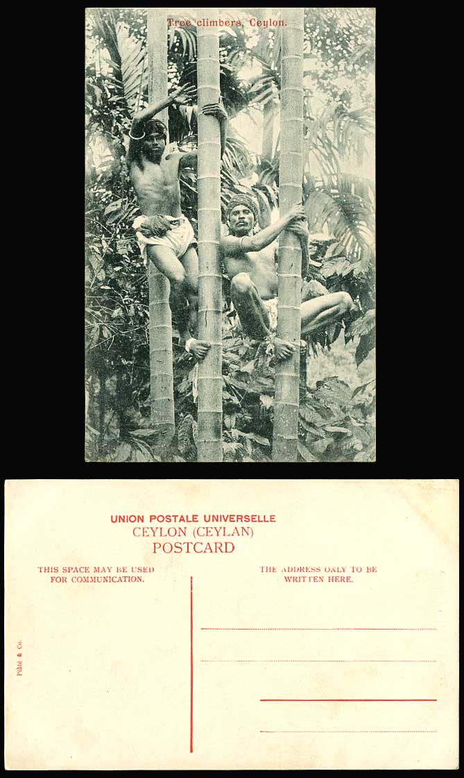 Ceylon Old Postcard TREE CLIMBERS Native Men Climbing Palm Trees Barefoot Ethnic