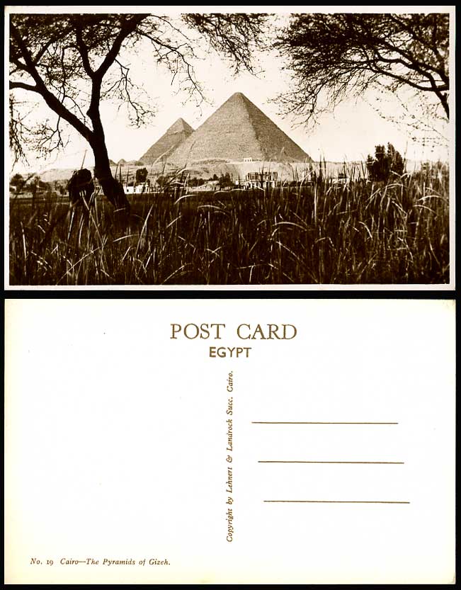 Egypt Old Real Photo Postcard Cairo The Pyramids of Gizeh Giza Long Grasses Reed